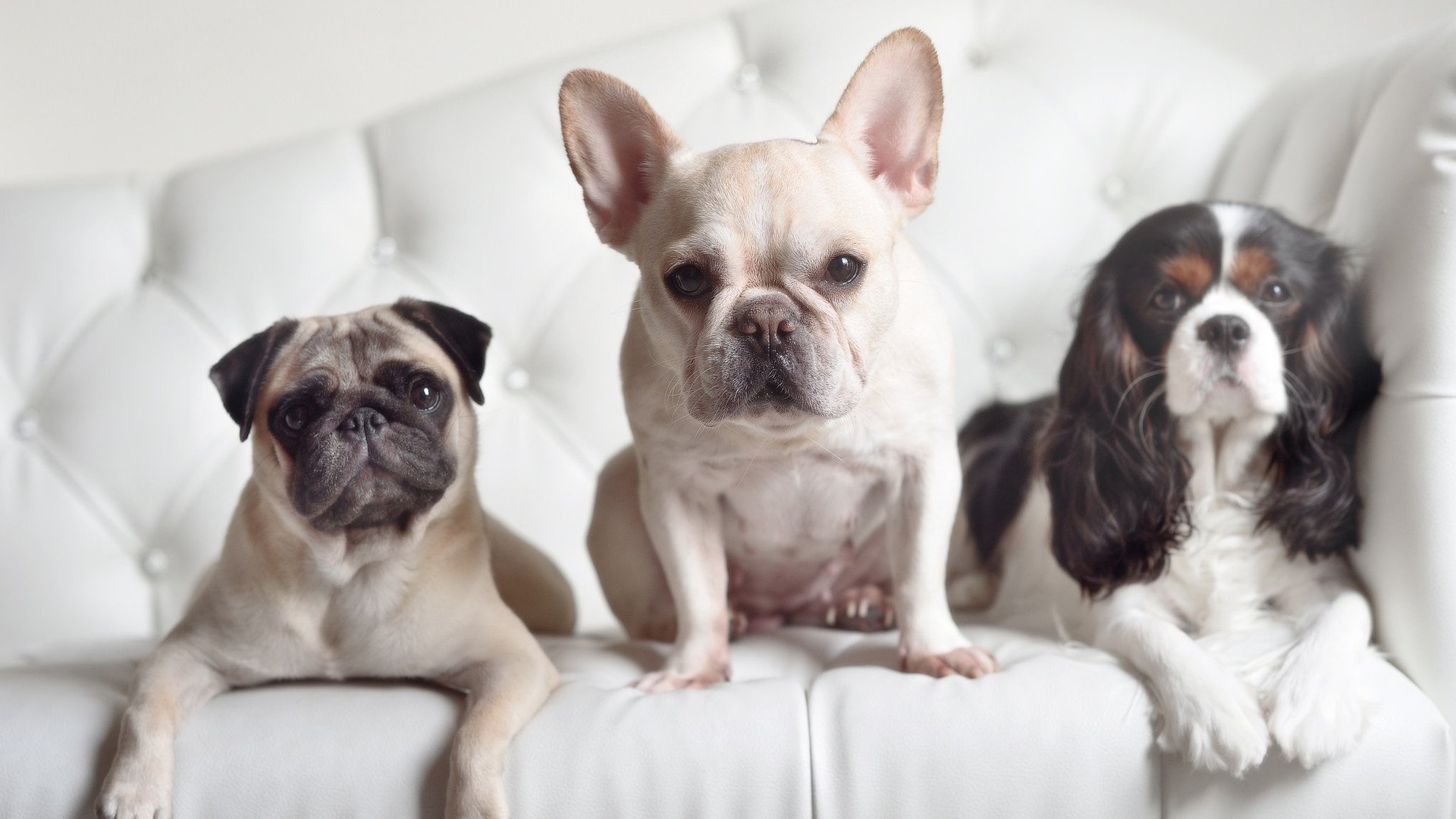 CBA鼓励球队打造本土明星增强联赛魅力，cba明星赛阵容