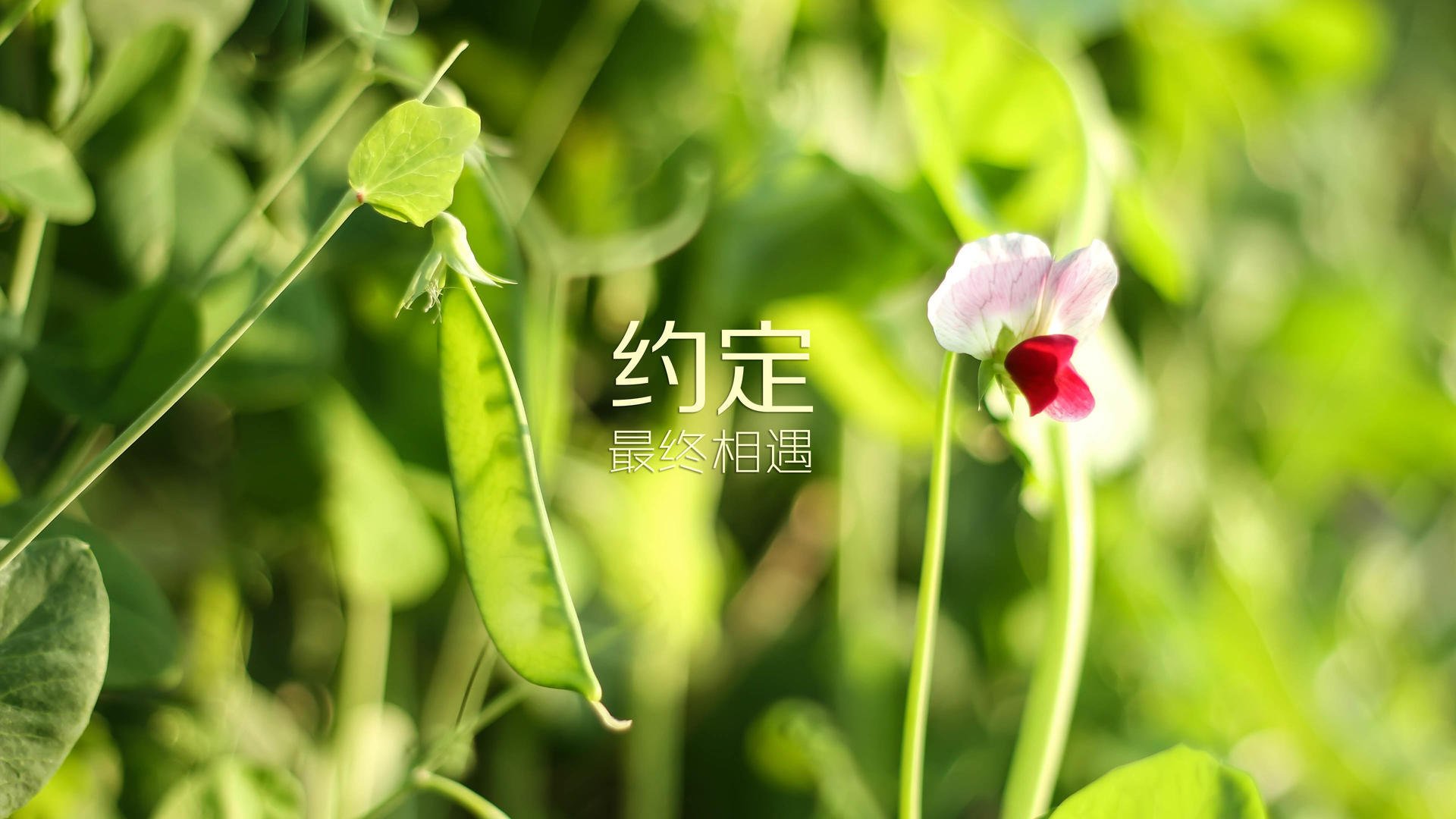 意甲风云再起：锋线突破引领风潮！，意甲巅峰时期的巨星