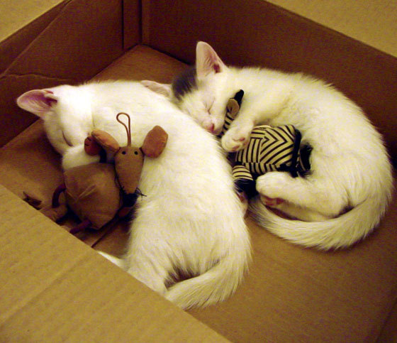 九游网页版官网-法甲新星崭露头角：未来之光闪耀赛场！，足坛未来之星