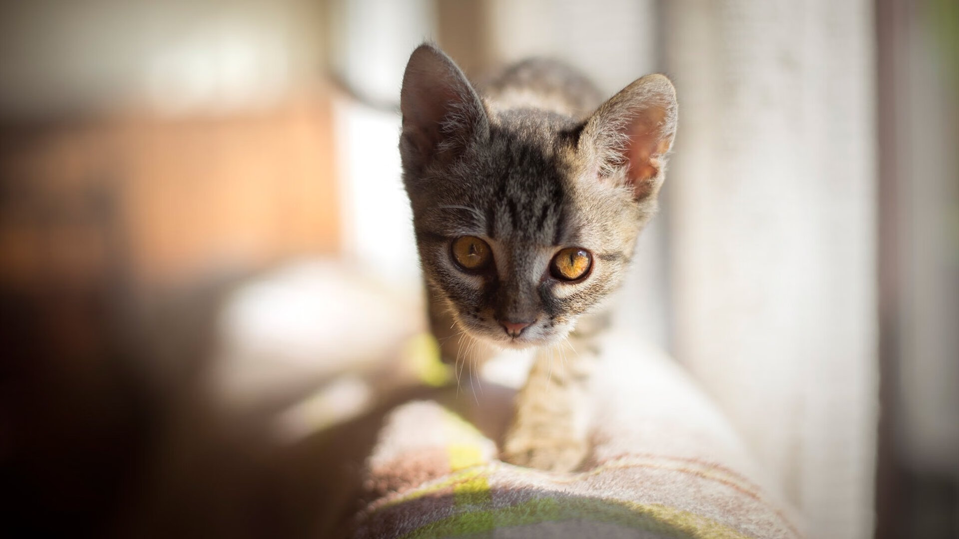 九游官网pc-著名球星发起篮球梦想基金会支持青少年走上职业道路，梦想篮球巨星之炼成